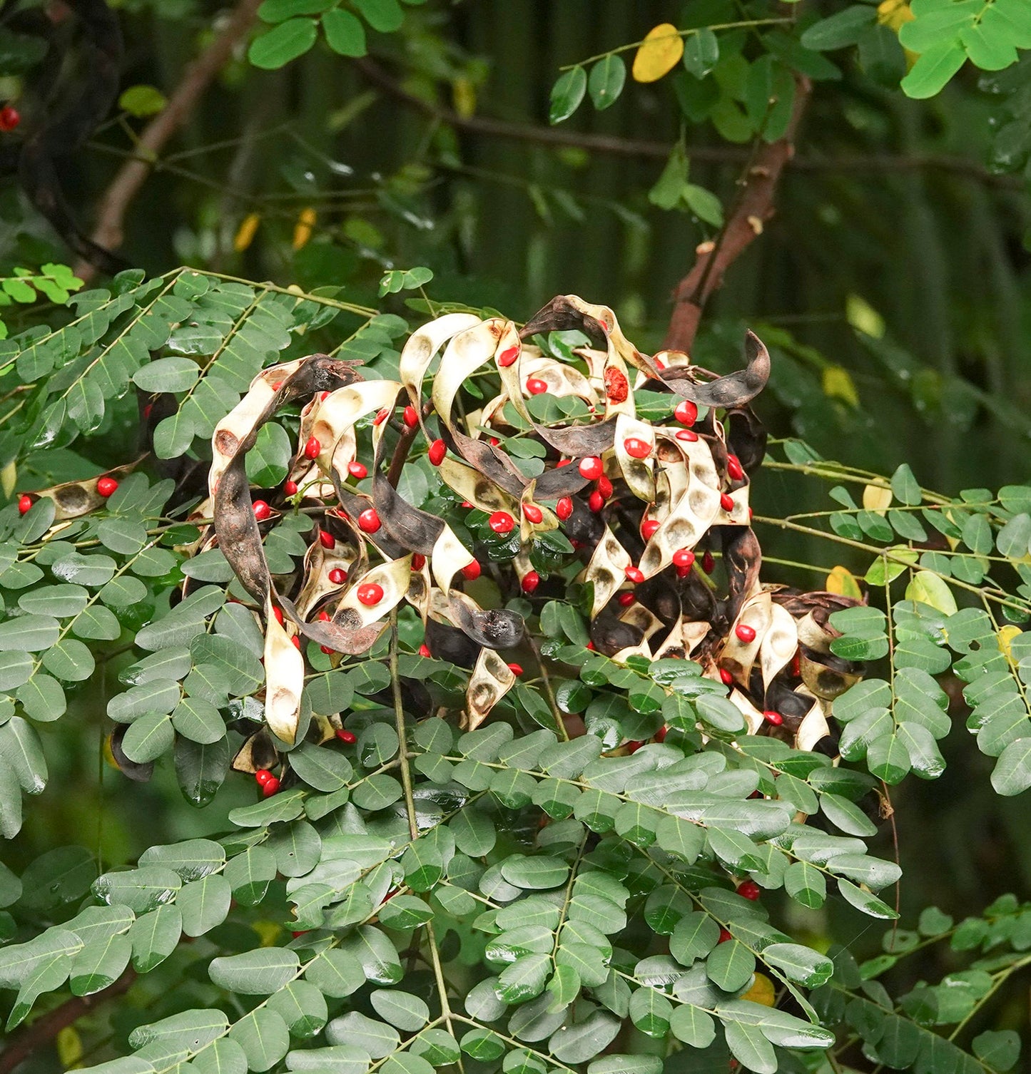 GRAINES D'ÉGLISE ADENANTHERA PAVONINA