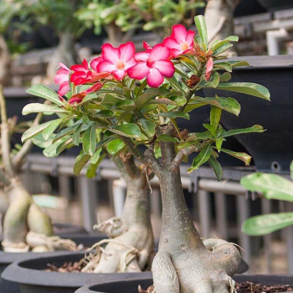 GRAINES FRAÎCHES ROSE DU DÉSERT ADENIUM OBESUM MIX COULEURS x 20