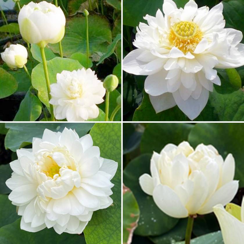 Graines fraîches de LOTUS Sacré Nelumbo Nucifera blanc x 50