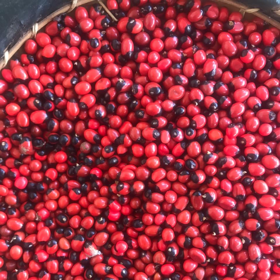 Sachet de graines d'abrus precatorius ou pois rouges