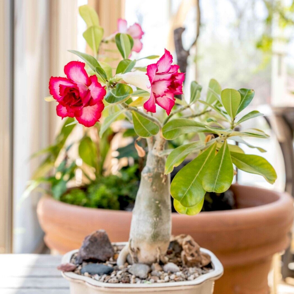 5 Graines De Adenium Obesum 'Neptune' (Rose Du Désert) - Plante D'intérieur Succulente
