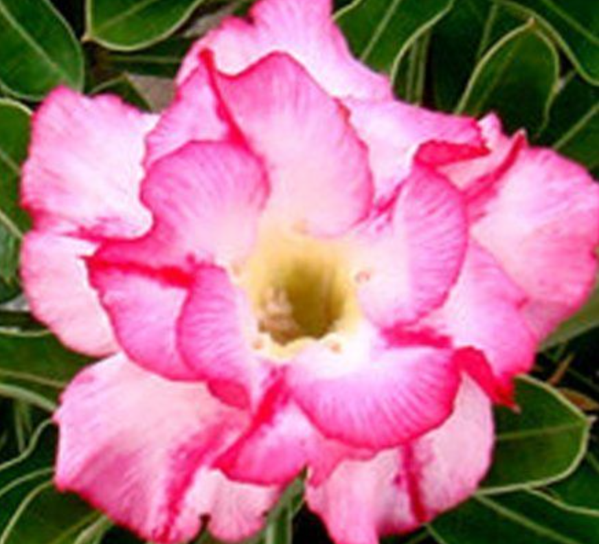 Graines Fraîches Rose du Désert Adenium Obesum x 10