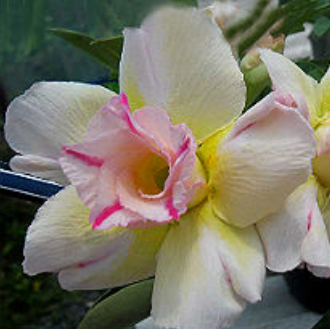 Graines Fraîches Rose du Désert Adenium Obesum x 10