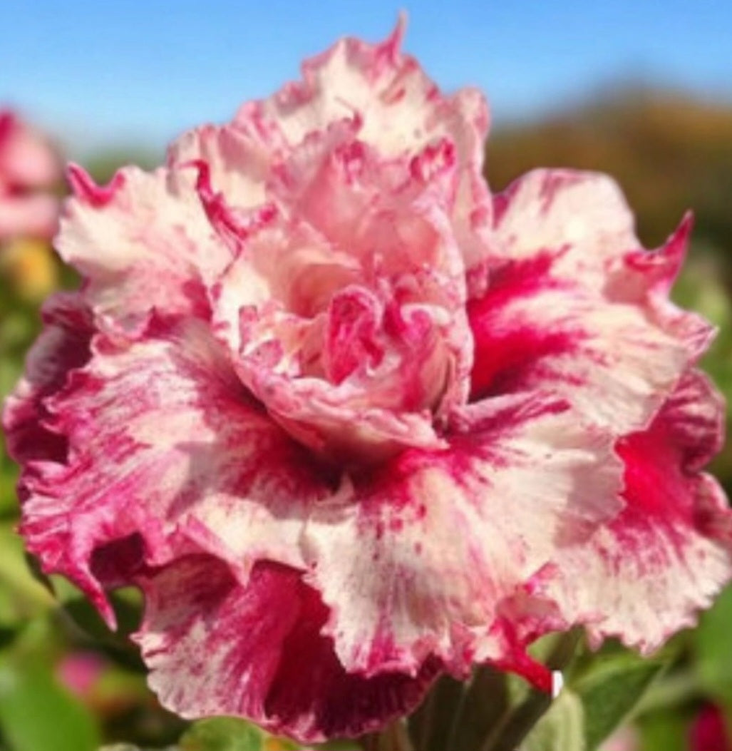 Graines Fraîches Rose du Désert Adenium Obesum x 10