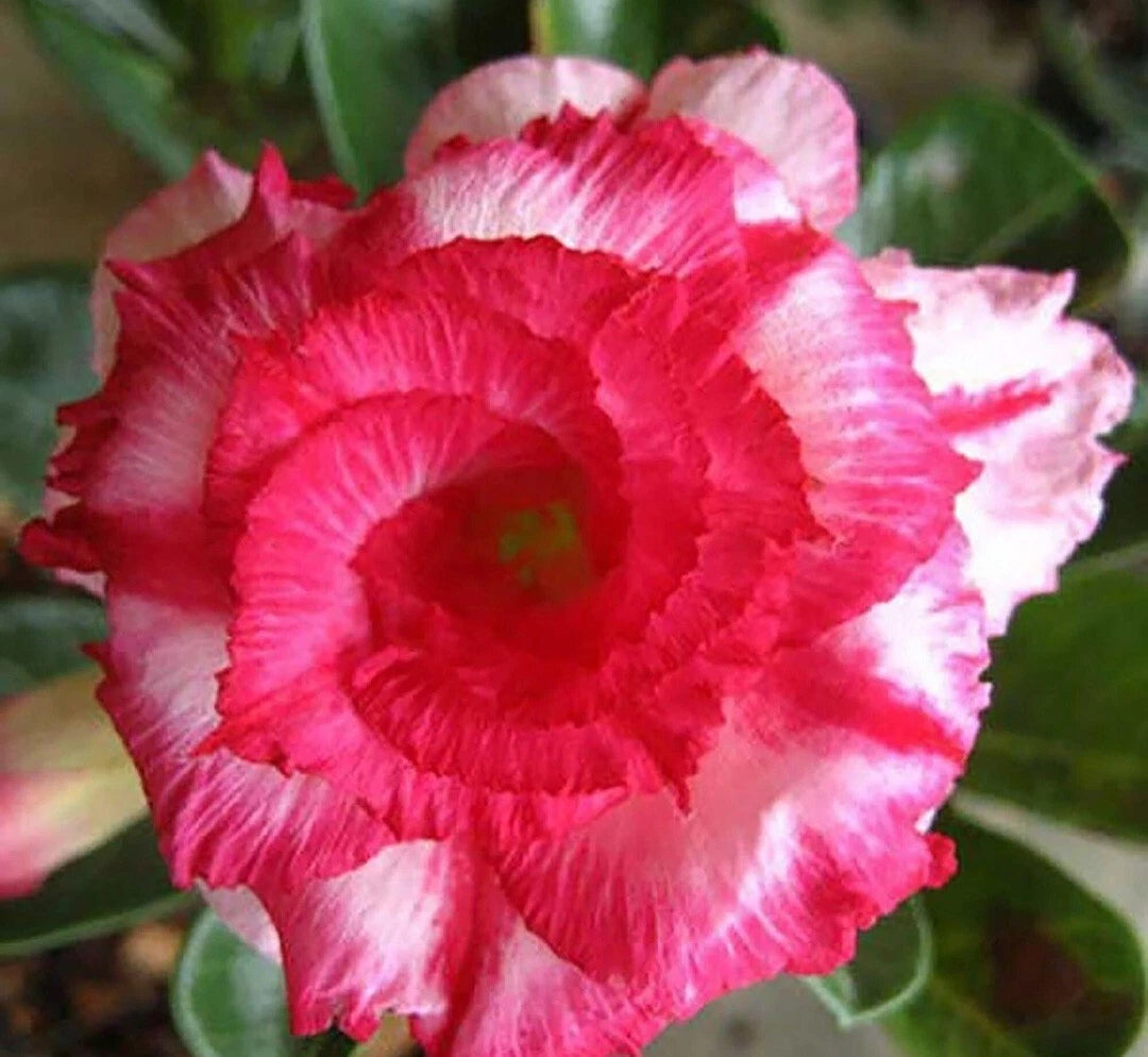 Graines Fraîches Rose du Désert Adenium Obesum x 10