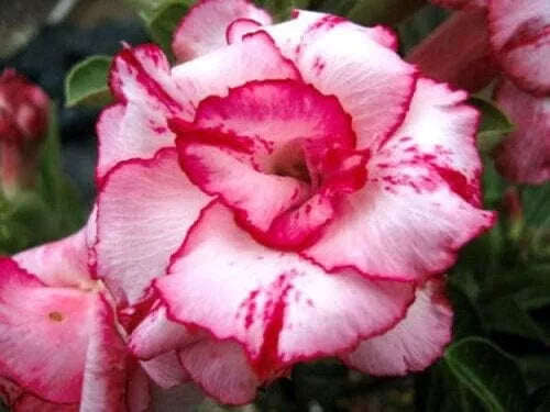 Graines Fraîches Rose du Désert Adenium Obesum x 10