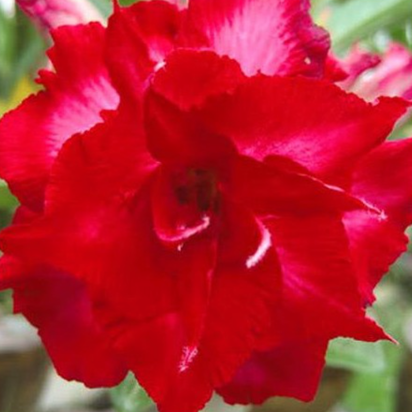 Graines Fraîches Rose du Désert Adenium Obesum x 10
