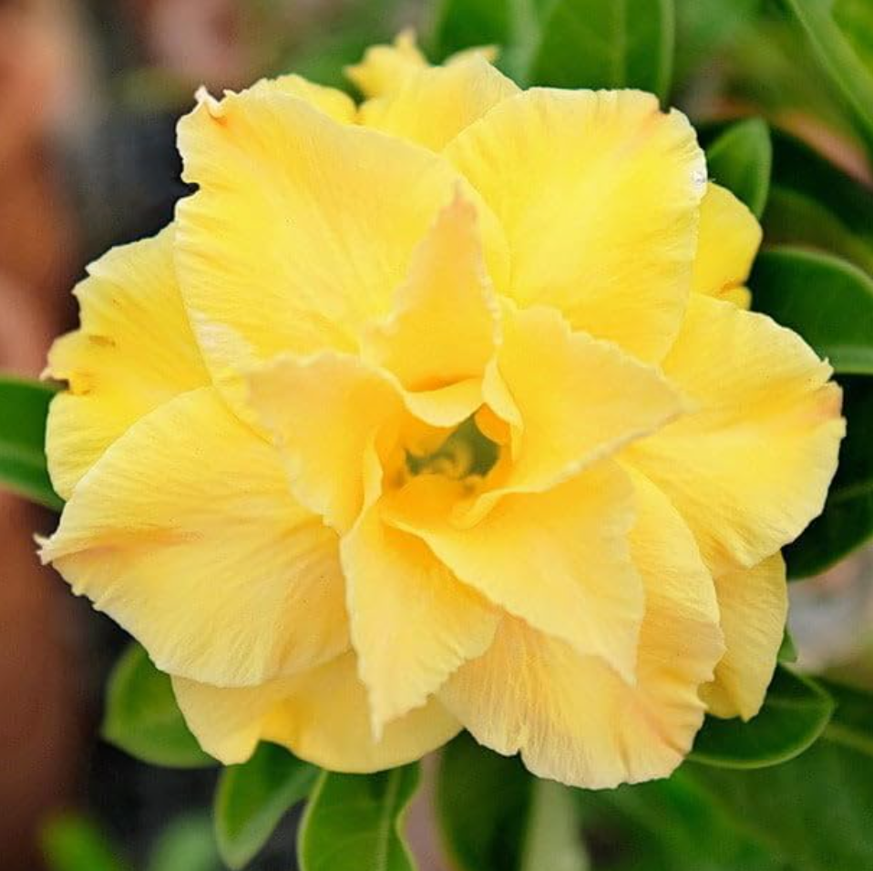 Graines Fraîches Rose du Désert Adenium Obesum x 10
