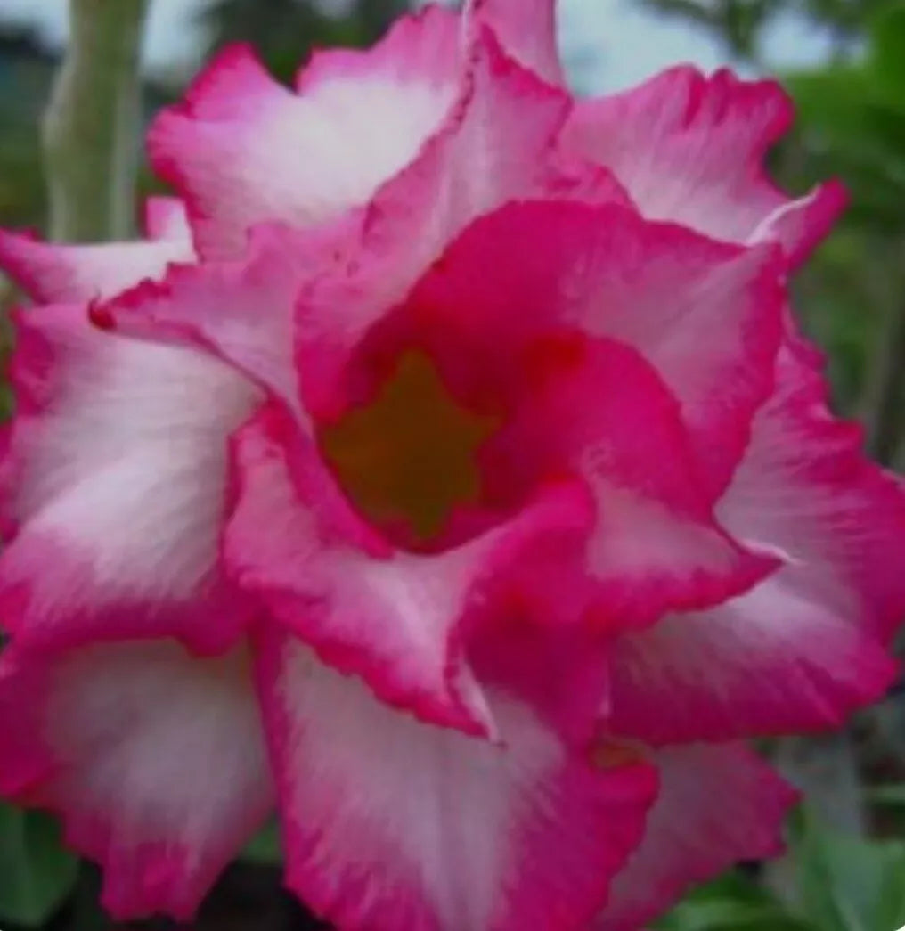 Graines Fraîches Rose du Désert Adenium Obesum x 10