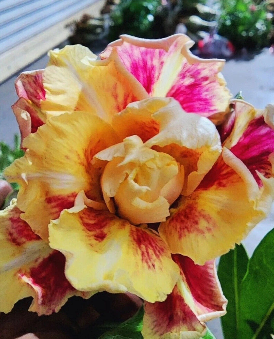 Graines Fraîches Rose du Désert Adenium Obesum x 10