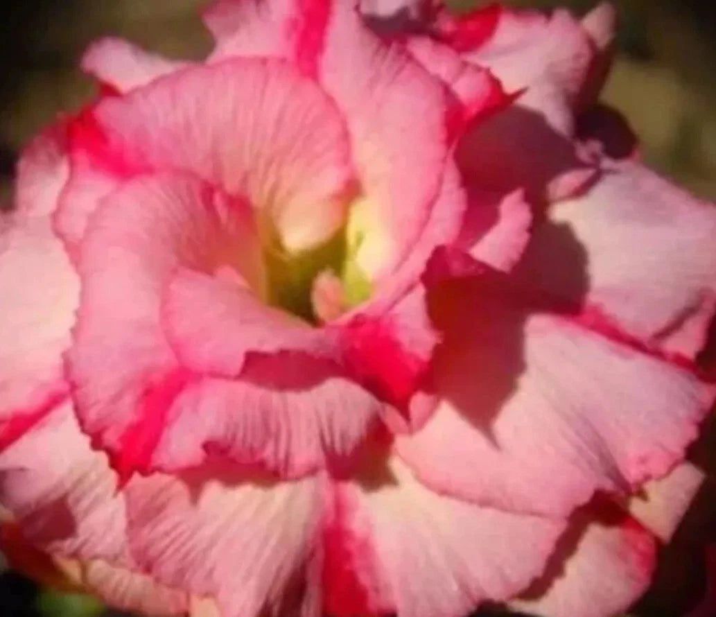 Graines Fraîches Rose du Désert Adenium Obesum x 10