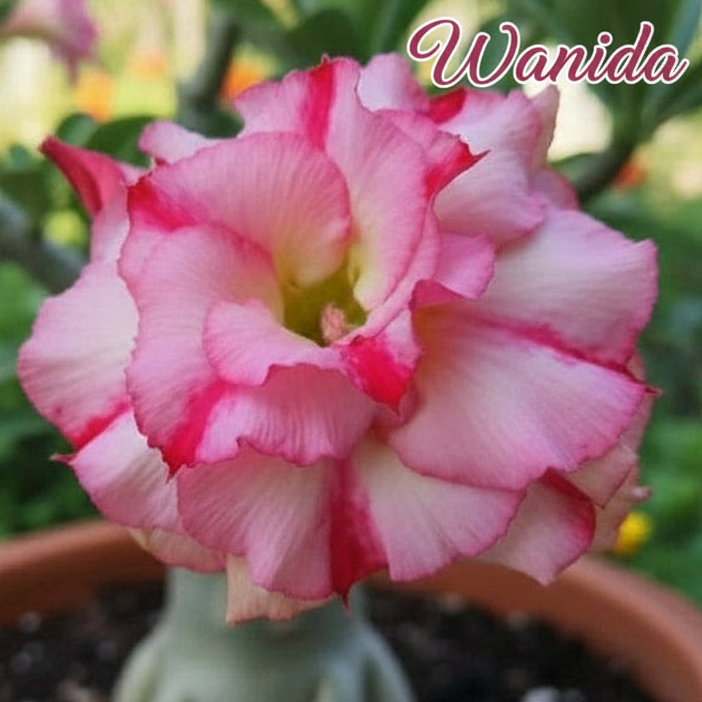 Graines Fraîches Rose du Désert Adenium Obesum • Mélange de couleurs