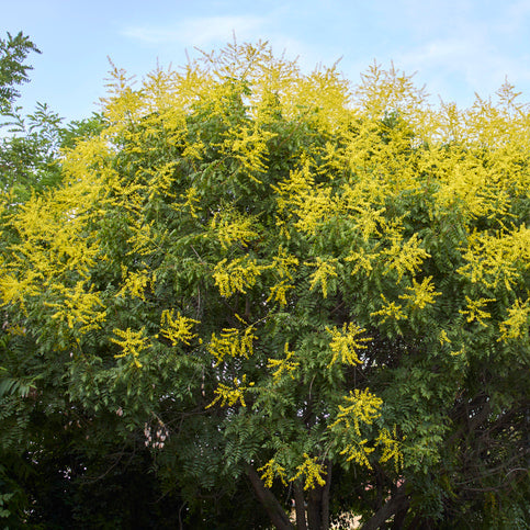 arbre à lanternes ou savonnier ou Kolreuteria Paniculata