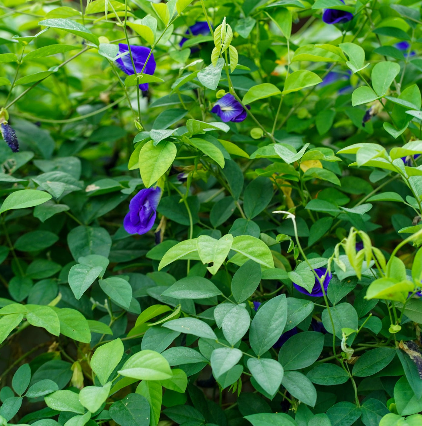 plusieurs clitorias en pleine nature