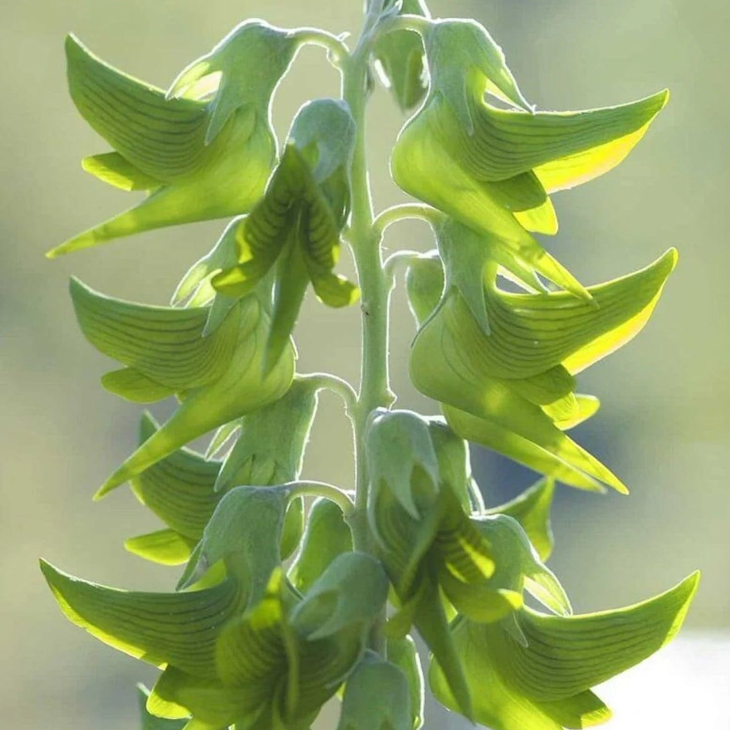 10 graines de Crotalaria Cunninghamii - Fleurs d'Oiseau Royal