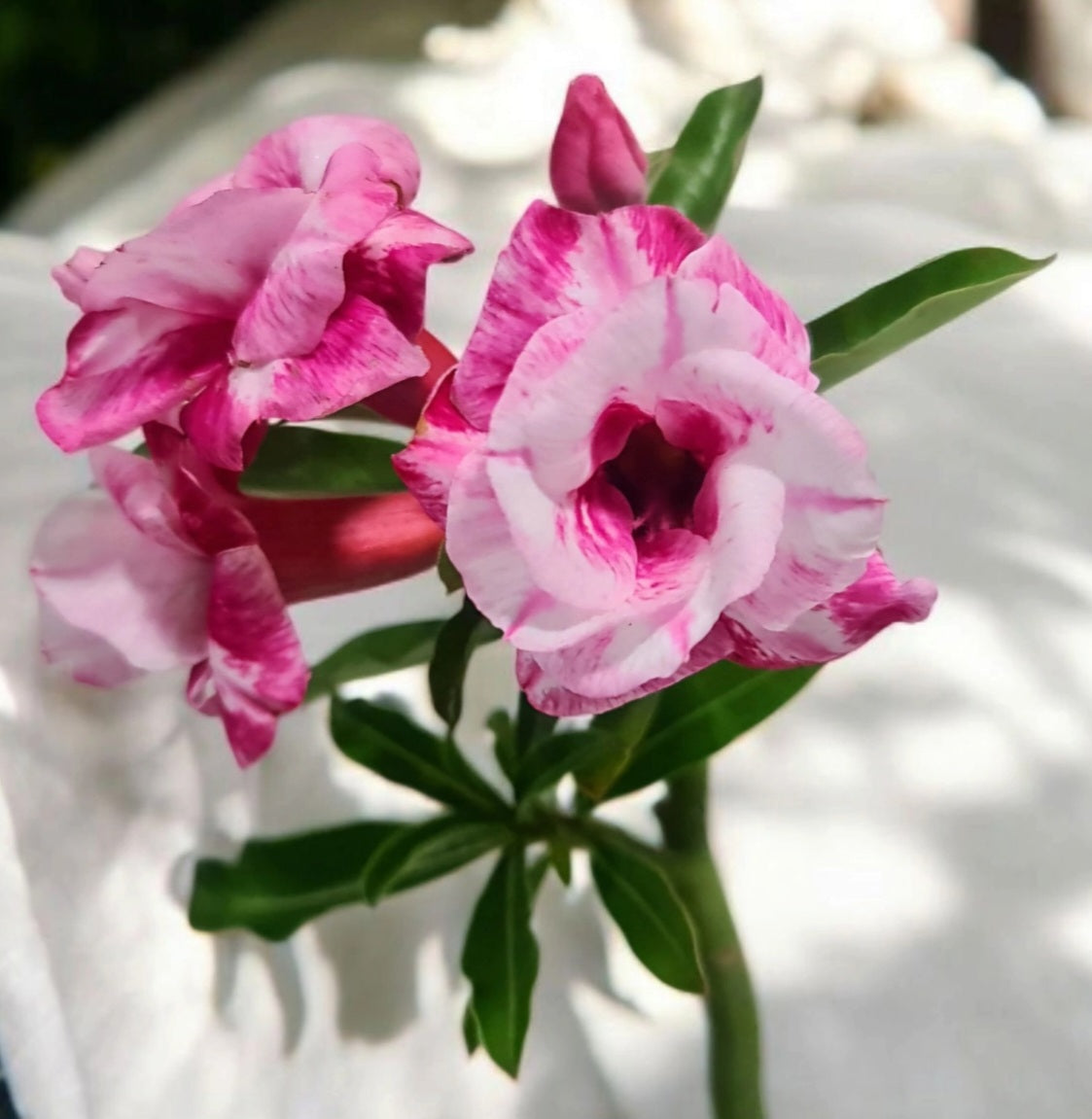 Graines Fraîches Rose du Désert Adenium Obesum x 10