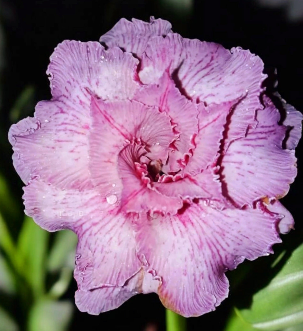 Graines Fraîches Rose du Désert Adenium Obesum x 10