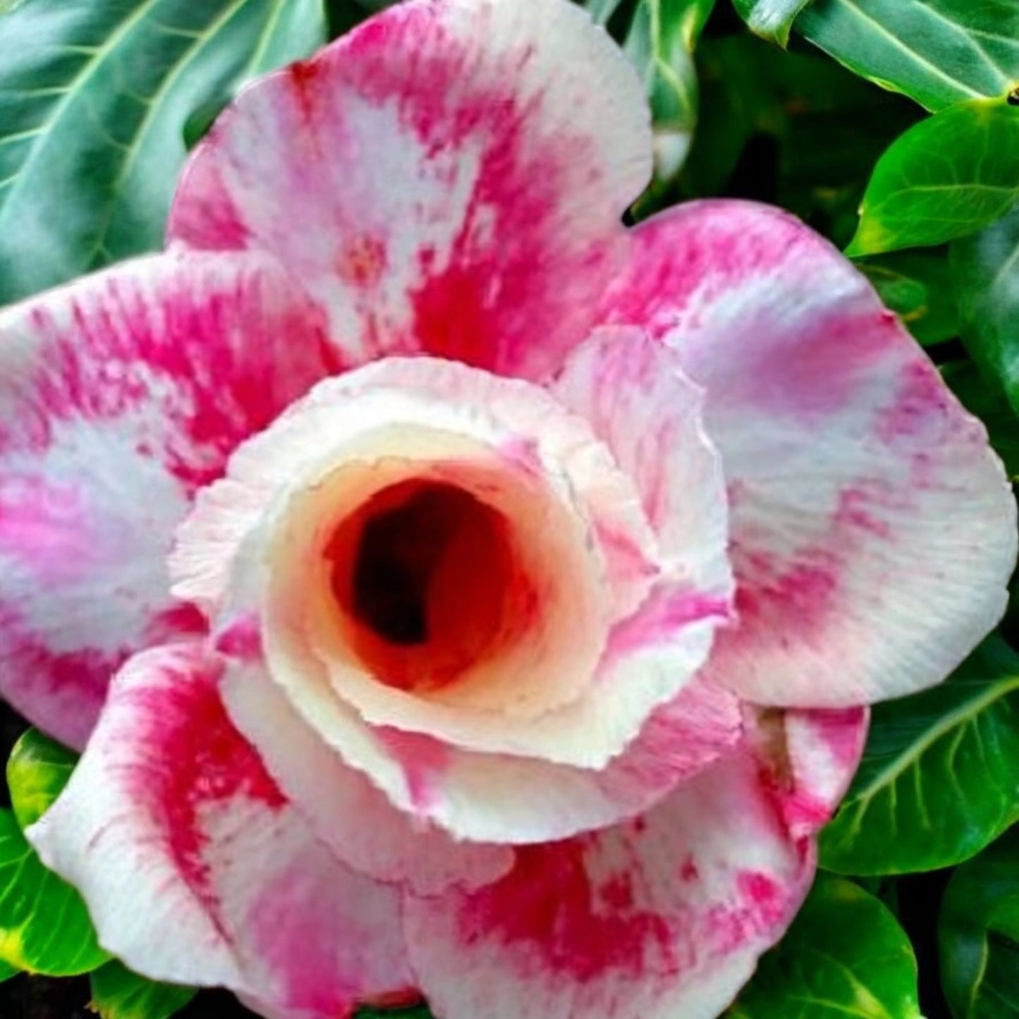 Graines Fraîches Rose du Désert Adenium Obesum x 10
