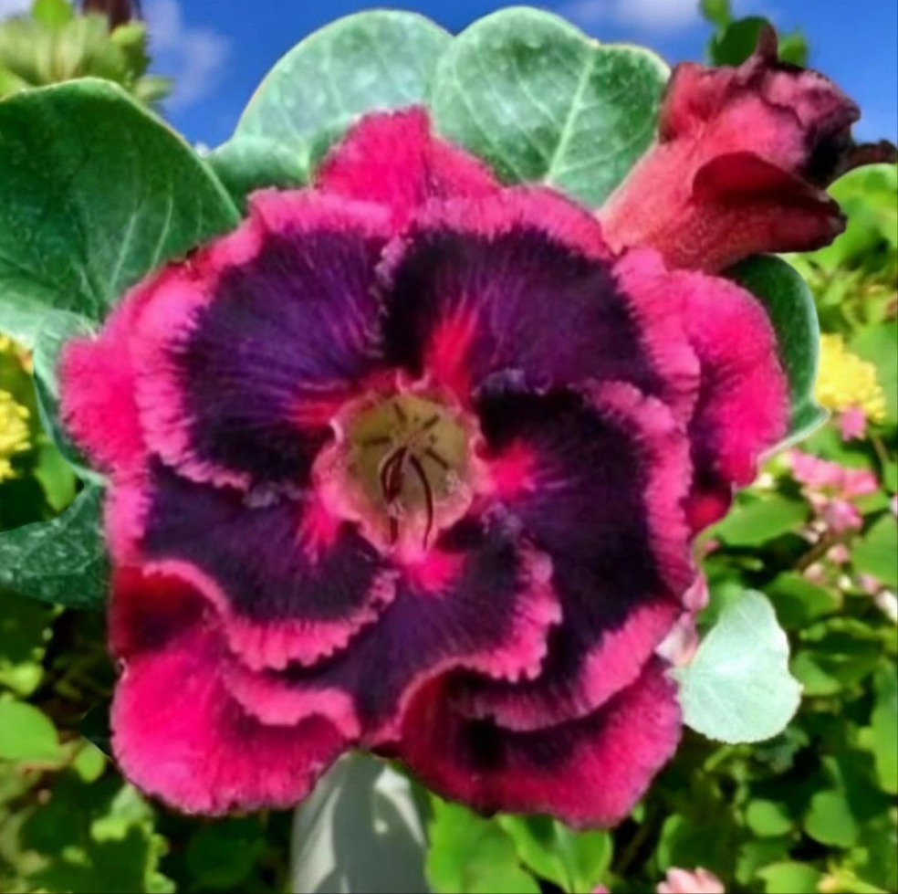 Graines Fraîches Rose du Désert Adenium Obesum x 10