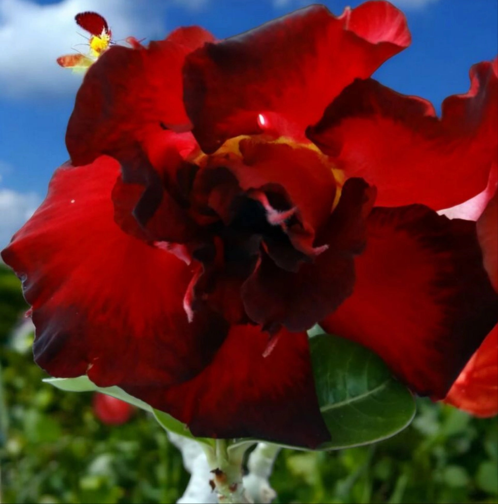 Graines Fraîches Rose du Désert Adenium Obesum x 10