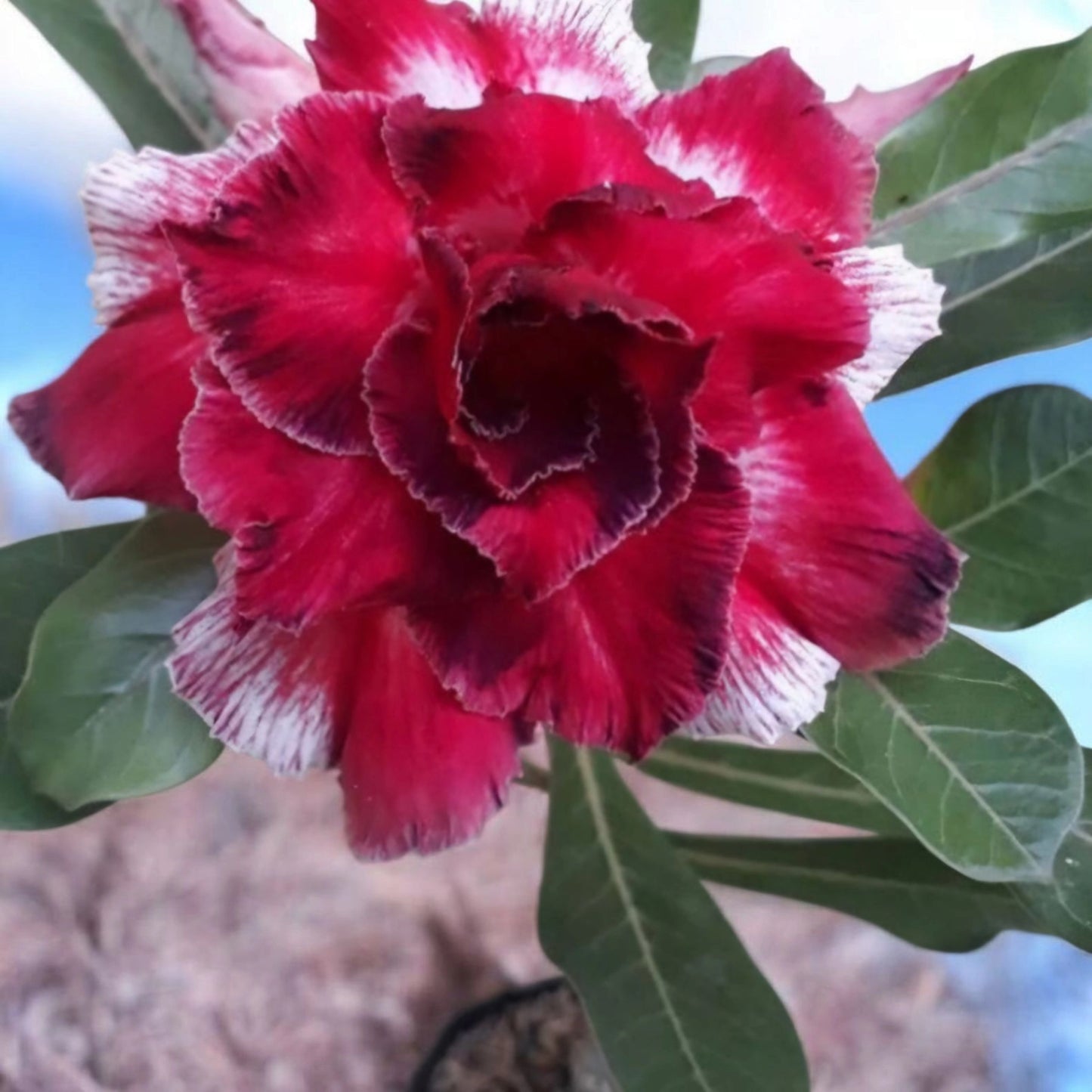 Graines Fraîches Rose du Désert Adenium Obesum x 10