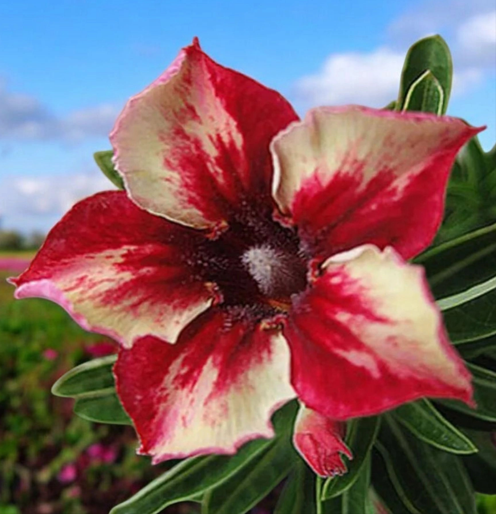 Graines Fraîches Rose du Désert Adenium Obesum x 10