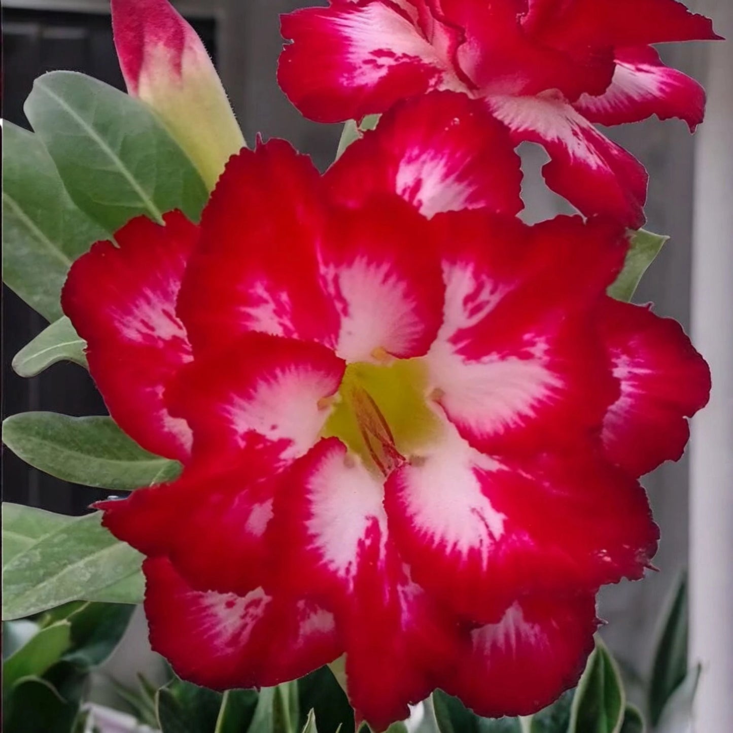 Graines Fraîches Rose du Désert Adenium Obesum x 10