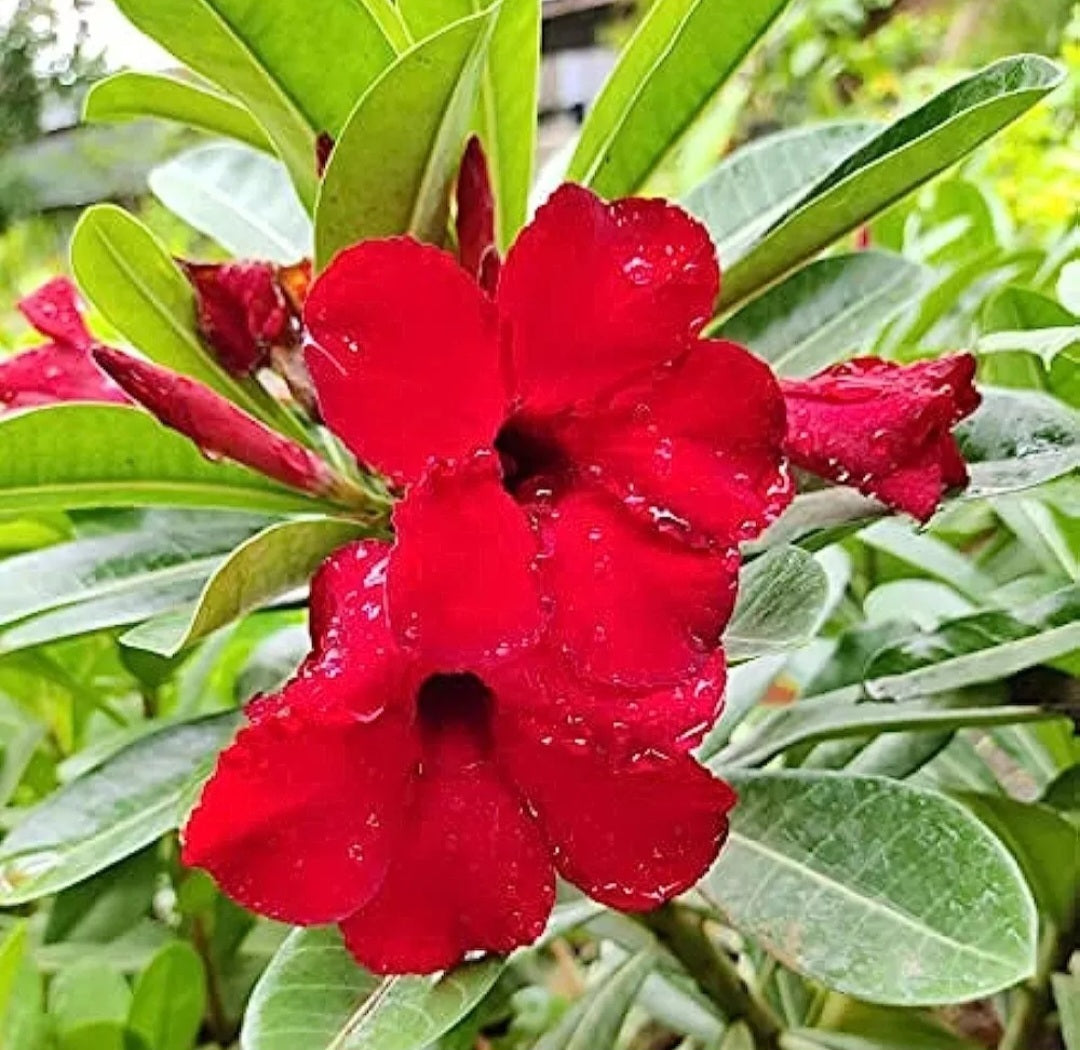 Graines Fraîches Rose du Désert Adenium Obesum x 10