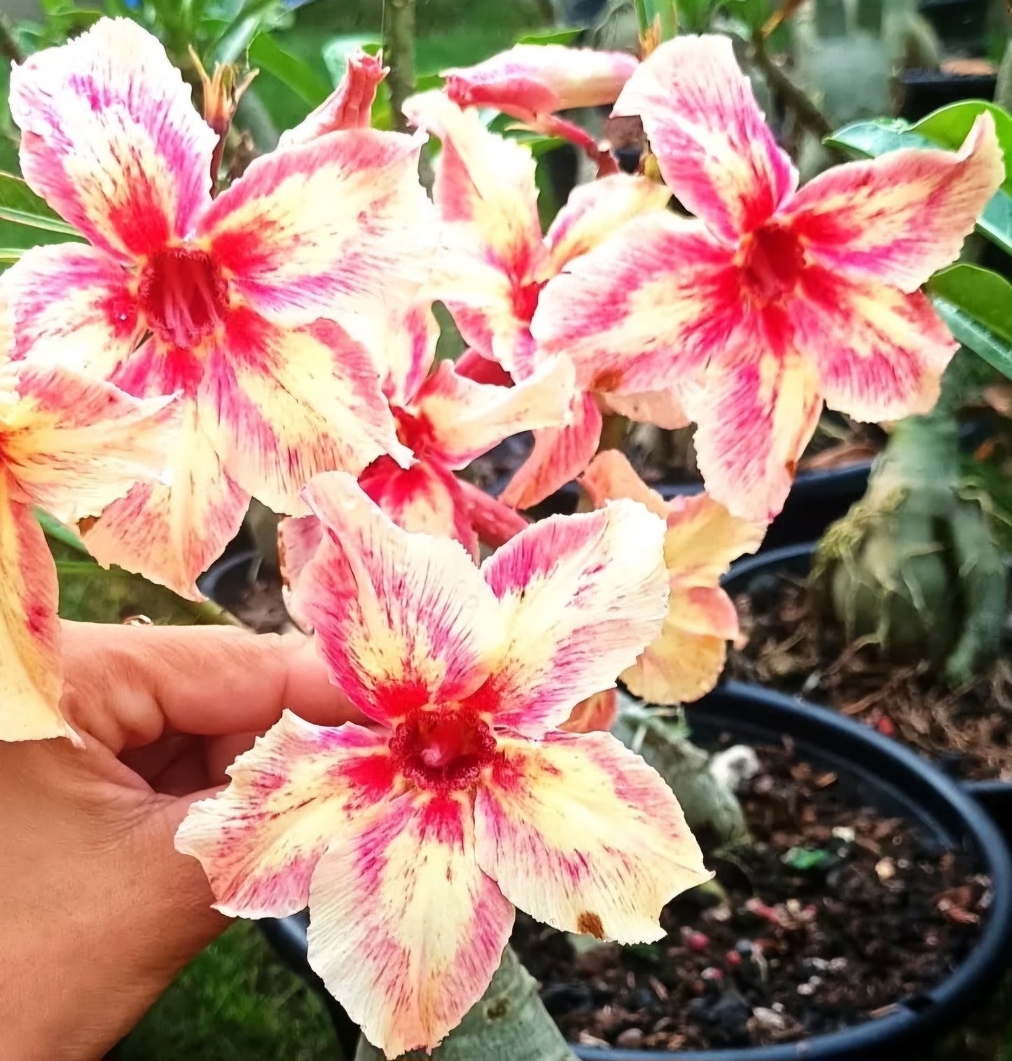 Graines Fraîches Rose du Désert Adenium Obesum x 10