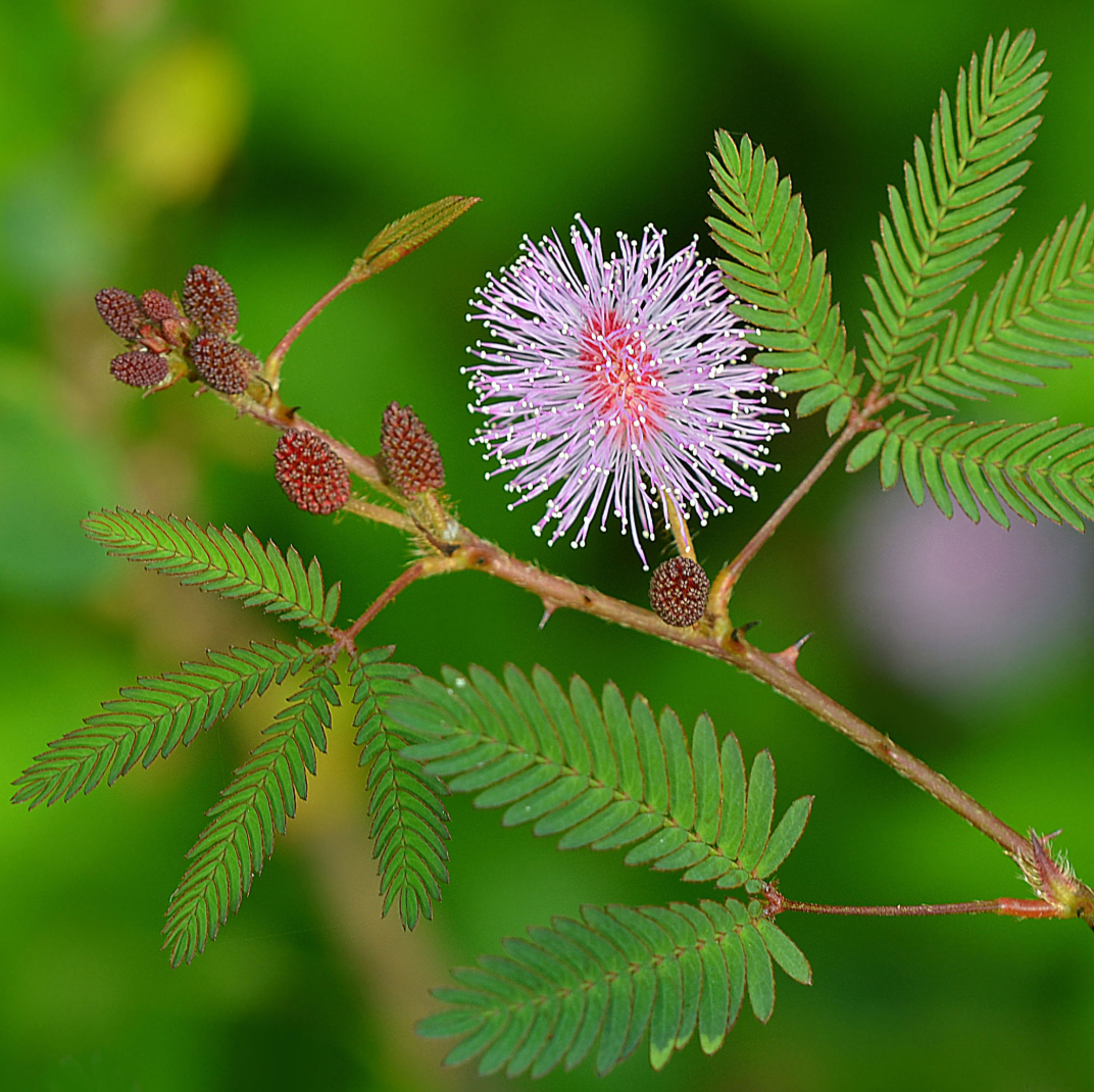 Graines de Mimosa Pudica plante sensitive x 100