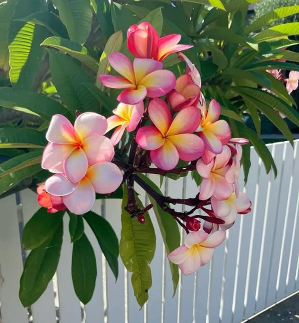 Graines fraîches de PLUMERIA RUBRA - FRANGIPANIER x 10