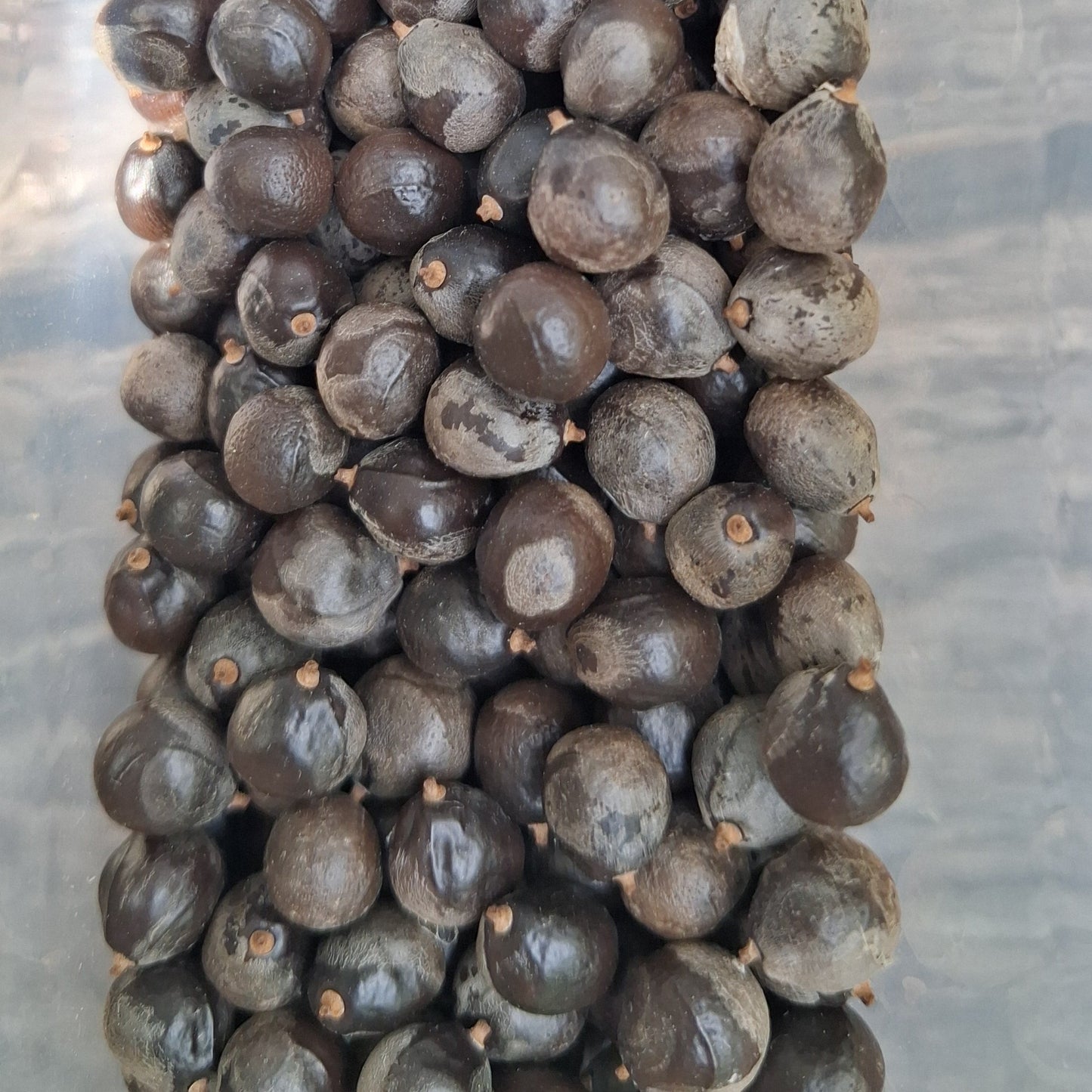 Lot de 10 graines de Savonnier ou Kolreuteria Paniculata ou arbre à lanternes
