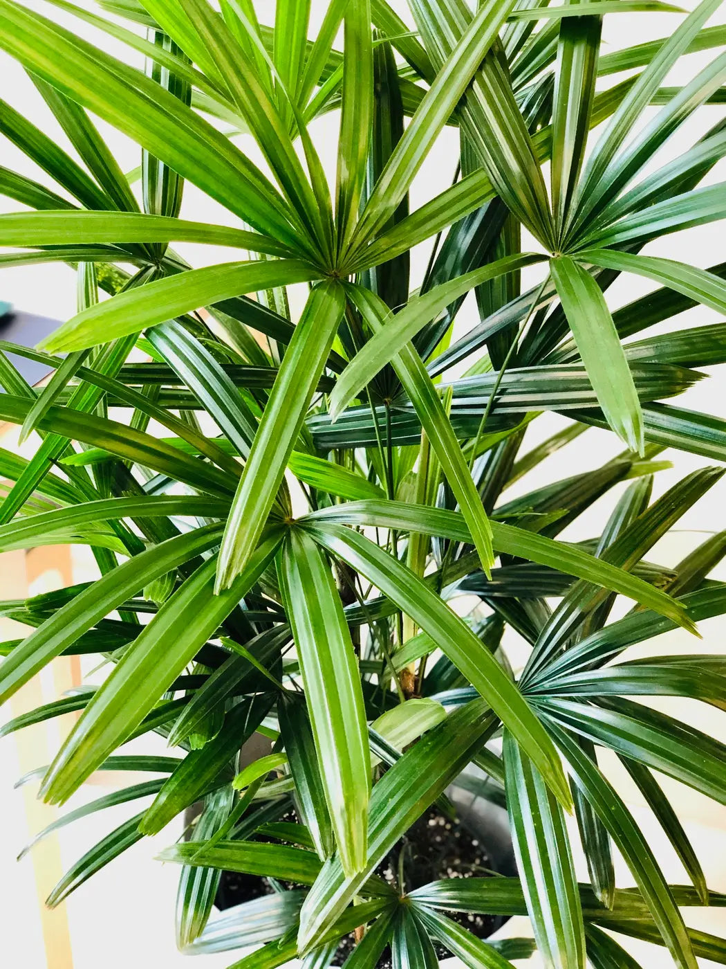 Palmiers d'intérieur - Mélange de graines x 10