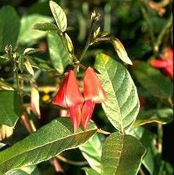 Jeune plante de Kennedia rubicunda • Pois corail rouge