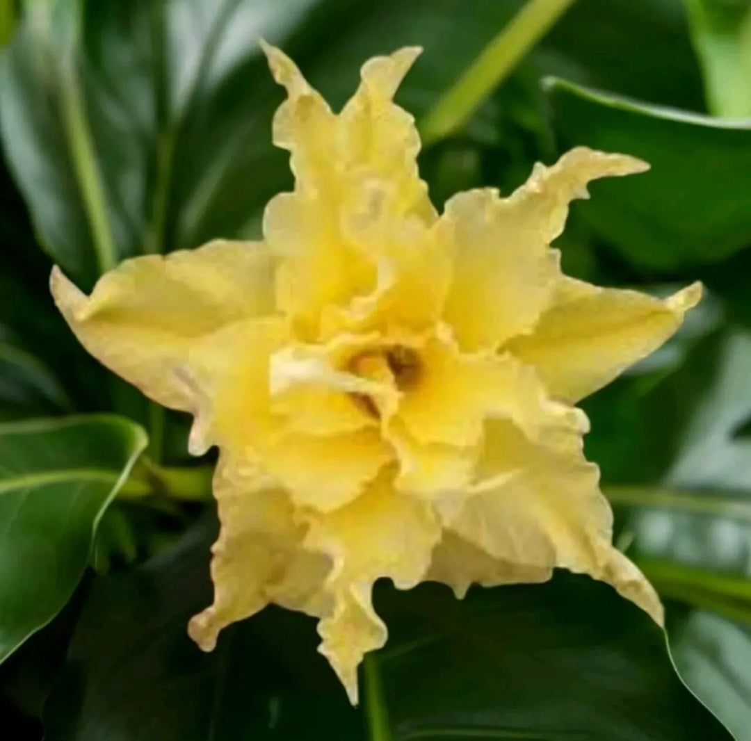 Graines Fraîches Rose du Désert Adenium Obesum x 10