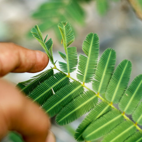Graines de Mimosa Pudica plante sensitive x 100