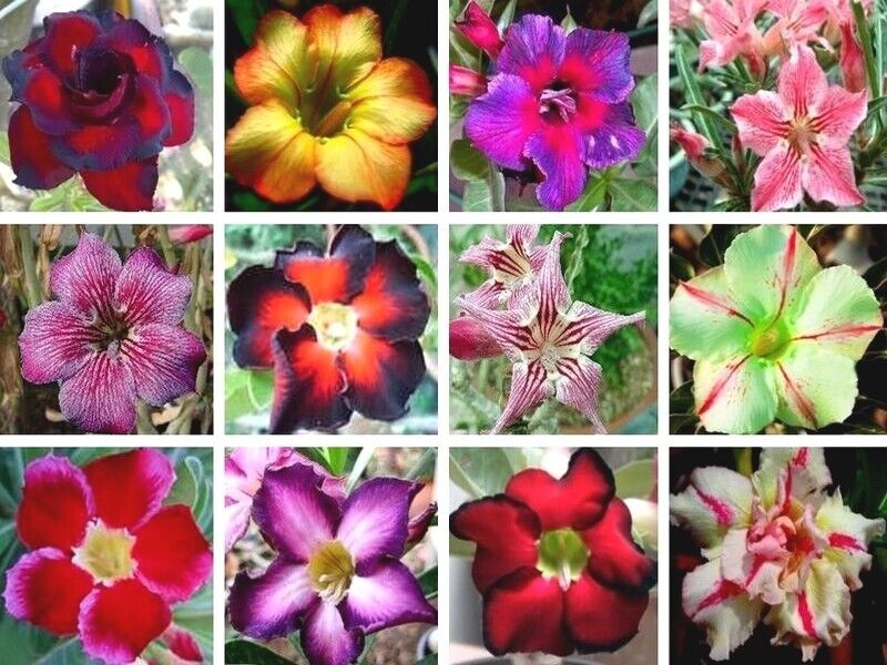 GRAINES FRAÎCHES ROSE DU DÉSERT ADENIUM OBESUM MIX COULEURS x 20