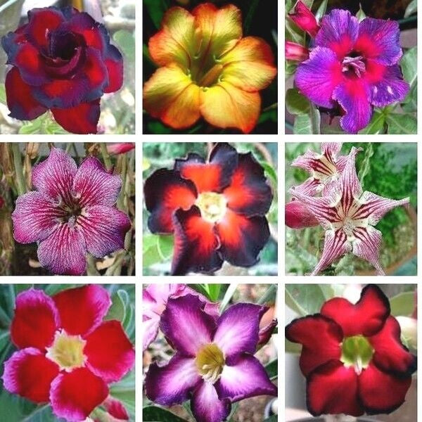 Graines Adenium Obesum couleurs x 10