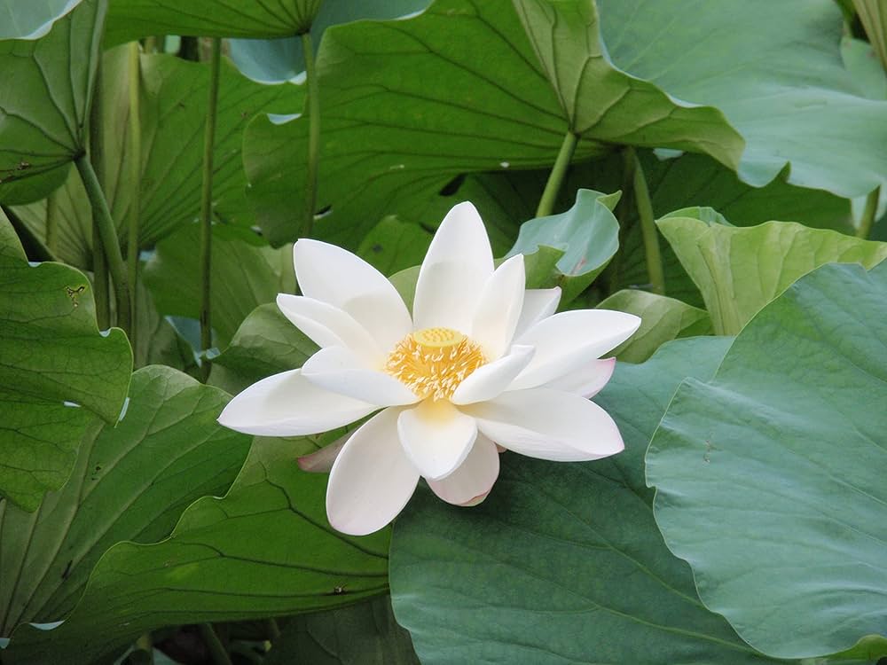 Graines fraîches de LOTUS Sacré Nelumbo Nucifera blanc x 50