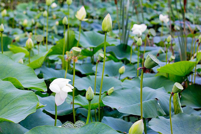 Graines fraîches de LOTUS Sacré Nelumbo Nucifera blanc x 50