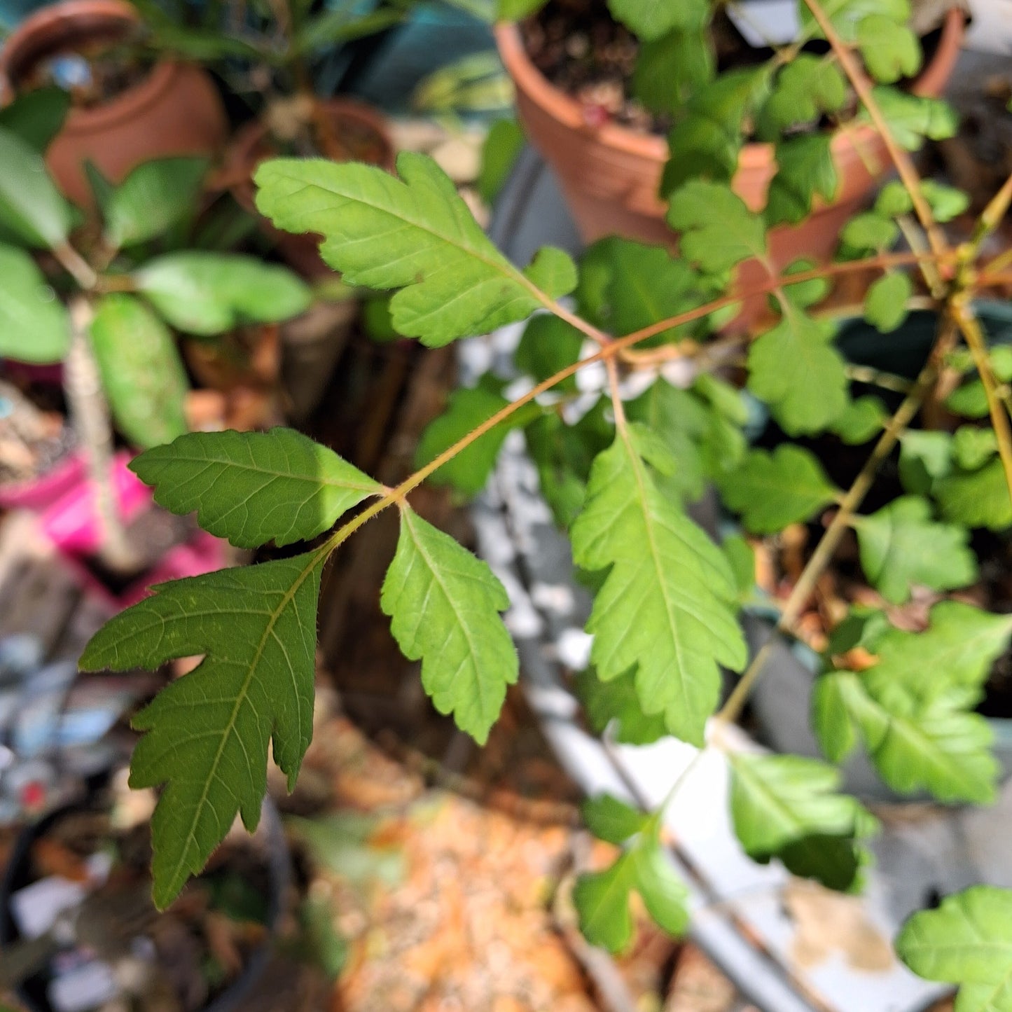 Photo d'un jeune arbre Savonnier ou arbre à lanternes ou Kolreuteria Paniculata