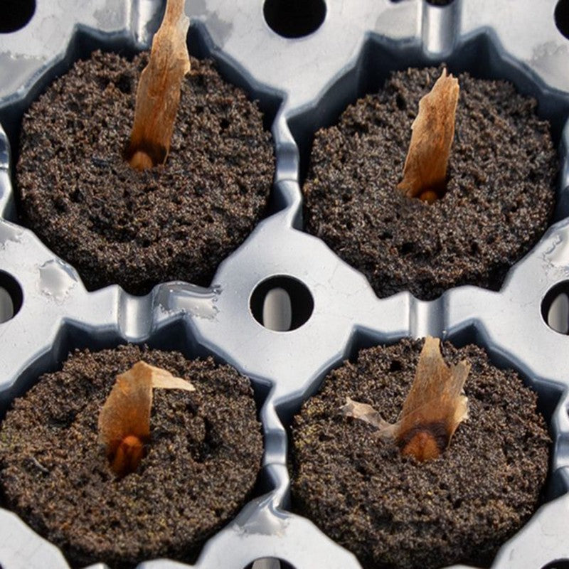 Graines déjà germées de Plumeria Rubra Frangipanier