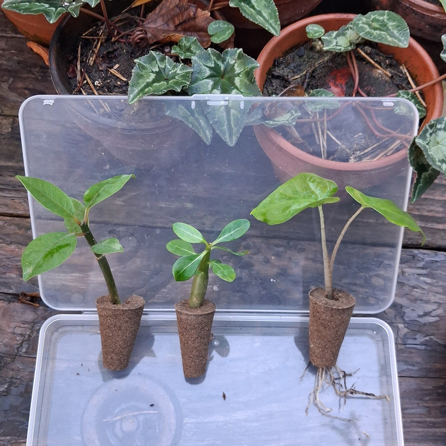 3 bébés plantes dans une boîte en plastique