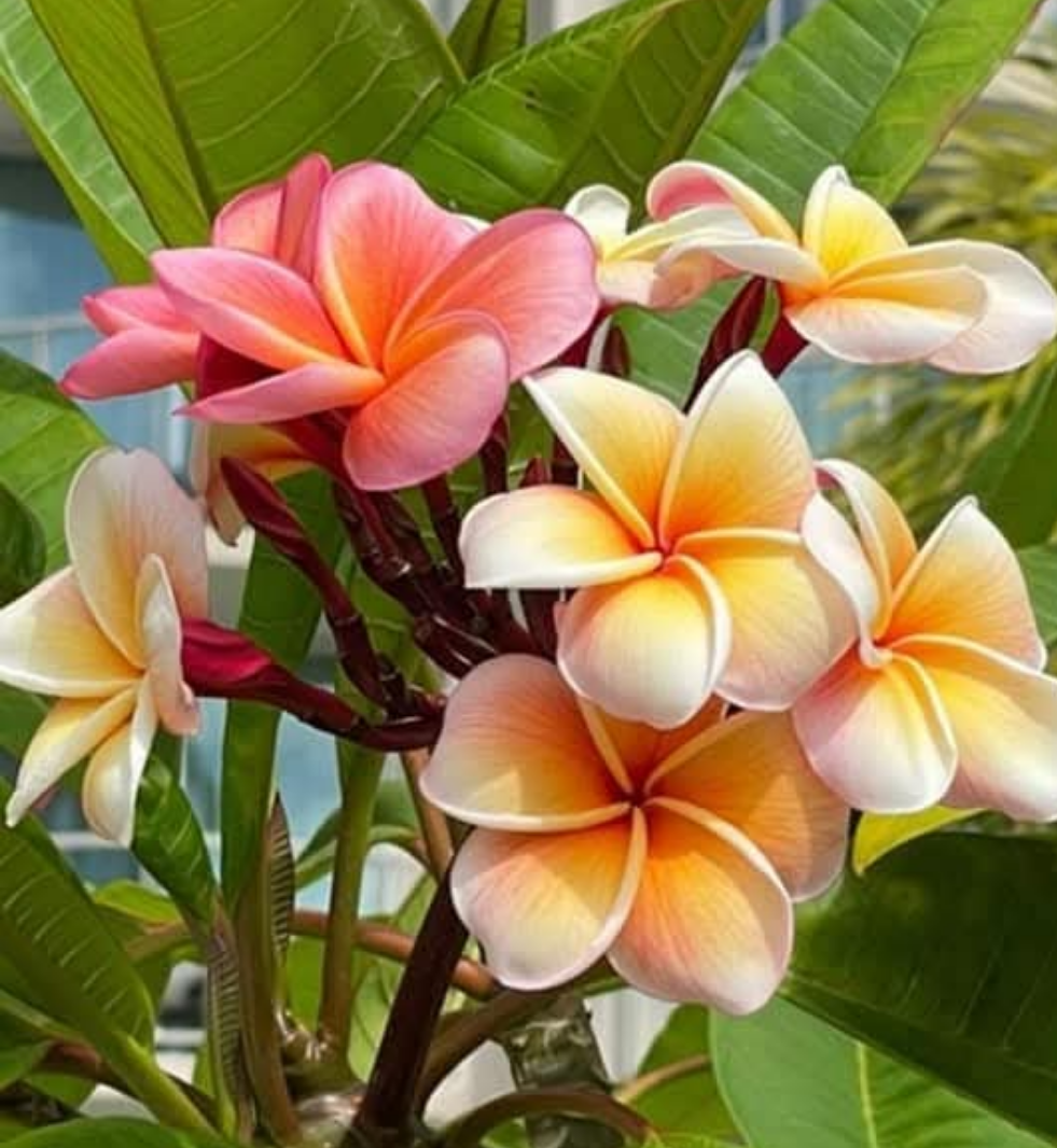 Graines fraîches de PLUMERIA RUBRA - FRANGIPANIER x 10