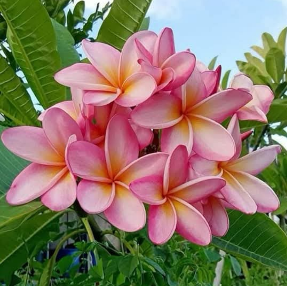 Graines fraîches de PLUMERIA RUBRA - FRANGIPANIER x 10