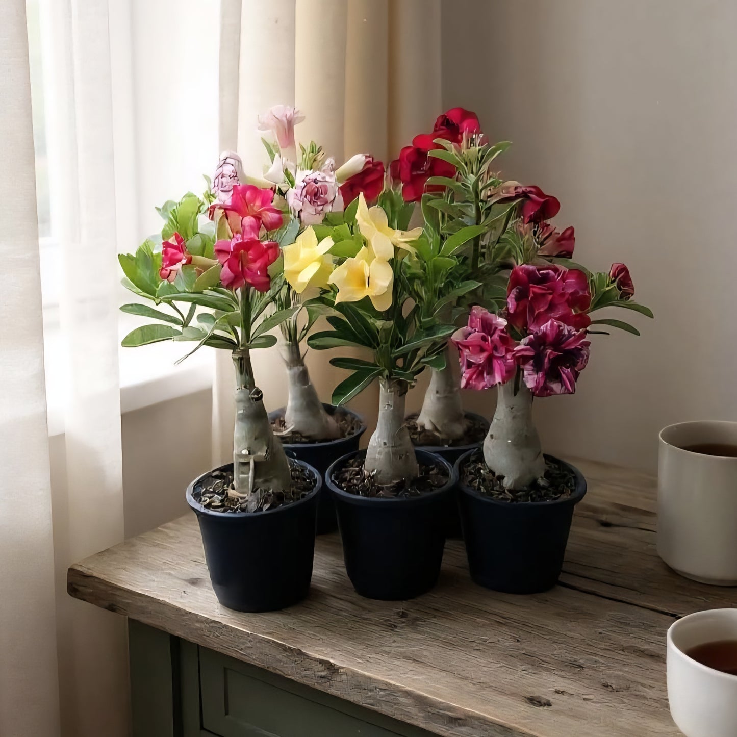 3 graines germées de Rose du Désert Adenium Obesum