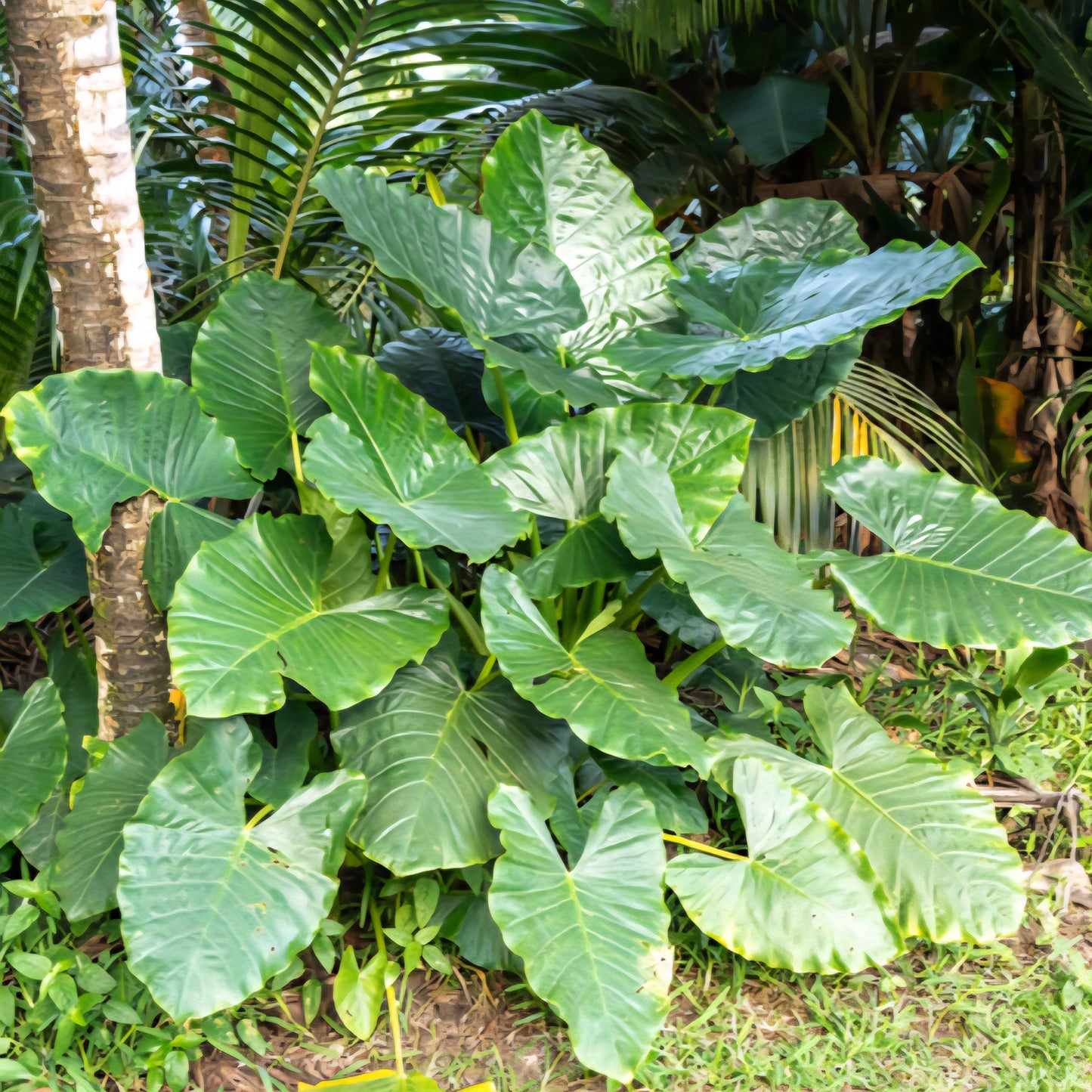 Plantule d'Alocasia Brisbanensis en pot