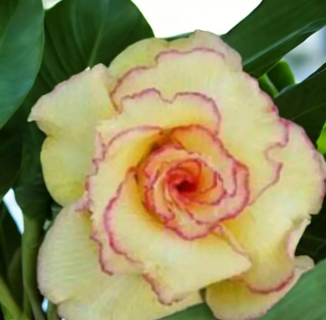 Graines Fraîches Rose du Désert Adenium Obesum x 10