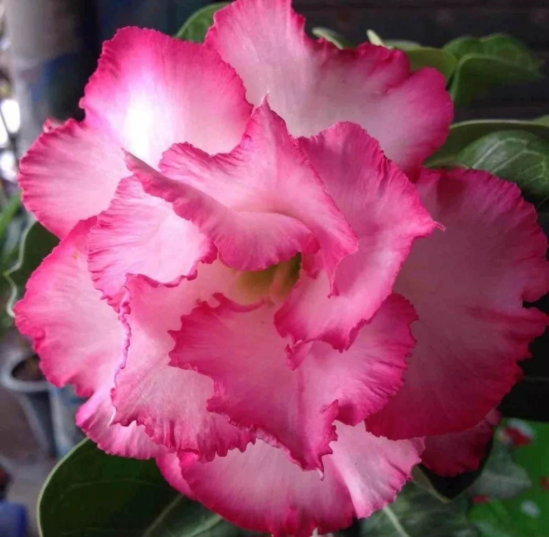 Graines Fraîches Rose du Désert Adenium Obesum x 10