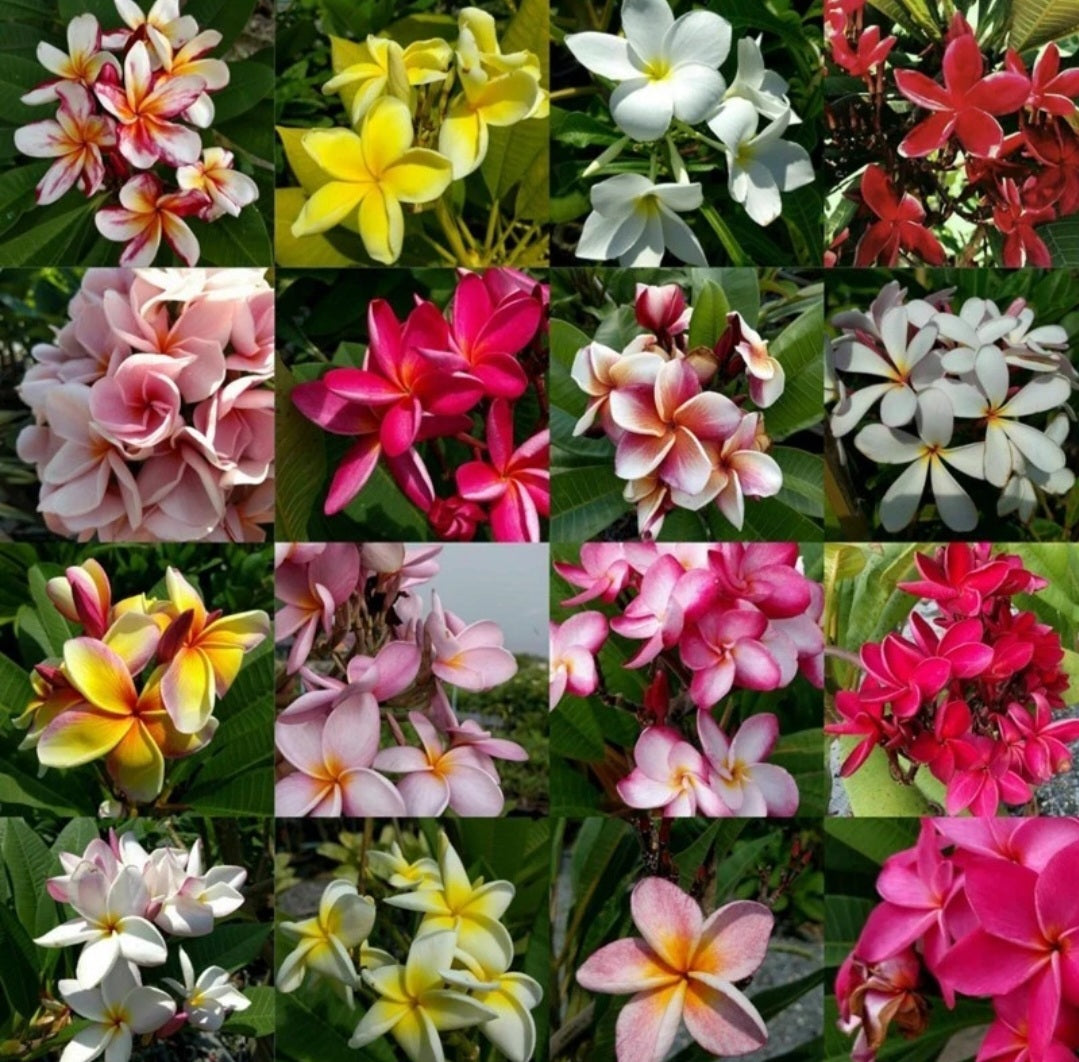Graines fraîches de PLUMERIA RUBRA - FRANGIPANIER x 10